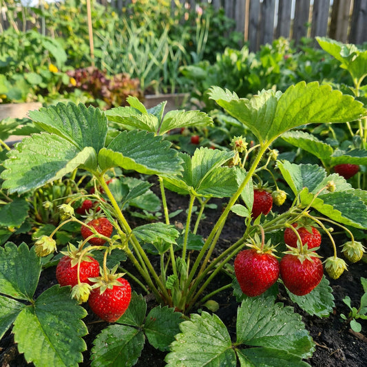 non gmo strawberry seeds