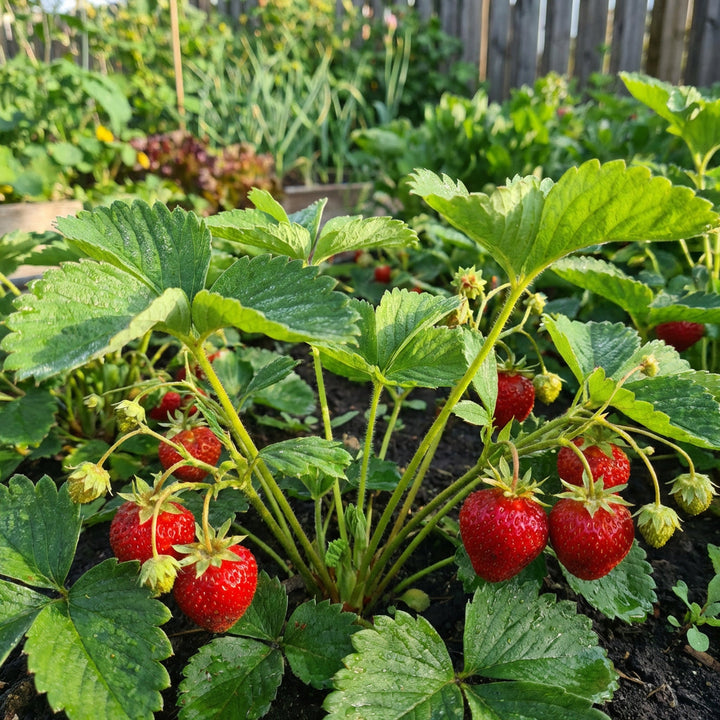 non gmo strawberry seeds