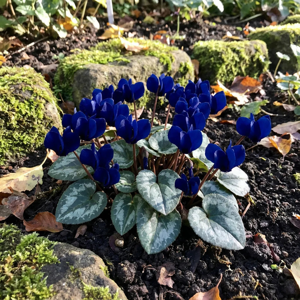 Dark Blue flower seeds