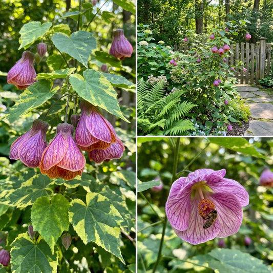 Purple Abutilon flower seeds