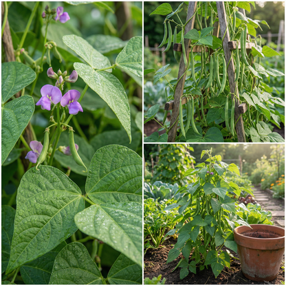 Green Bean Vegetable Seeds for Planting – Heirloom Non-GMO Garden Seeds