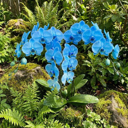Blue Phalaenopsis flower seeds