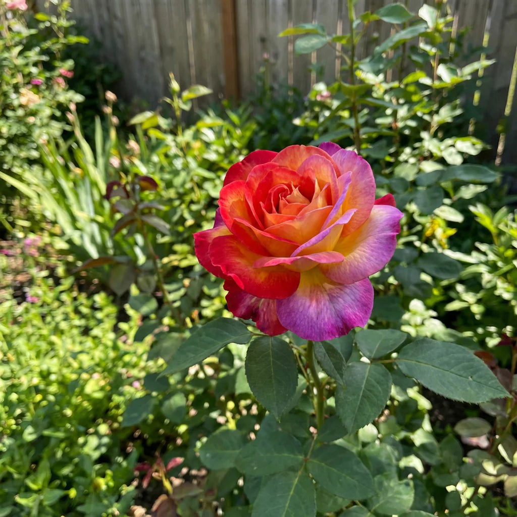 Rainbow Rose flower seeds