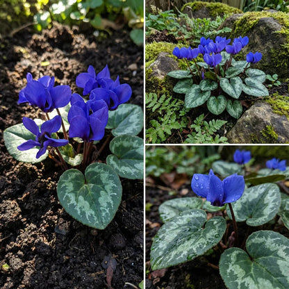 Blue Cyclamen flower seeds