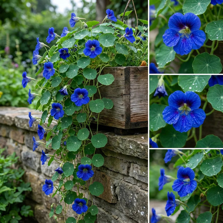 Blue Nasturtium flower seeds