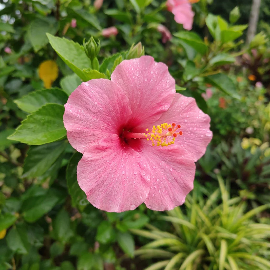 Pale Pink flower seeds