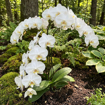 White Butterfly flower seeds