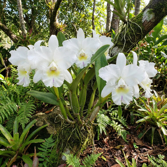White Cattleya flower seeds