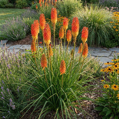 Orange Kniphofia flower seeds