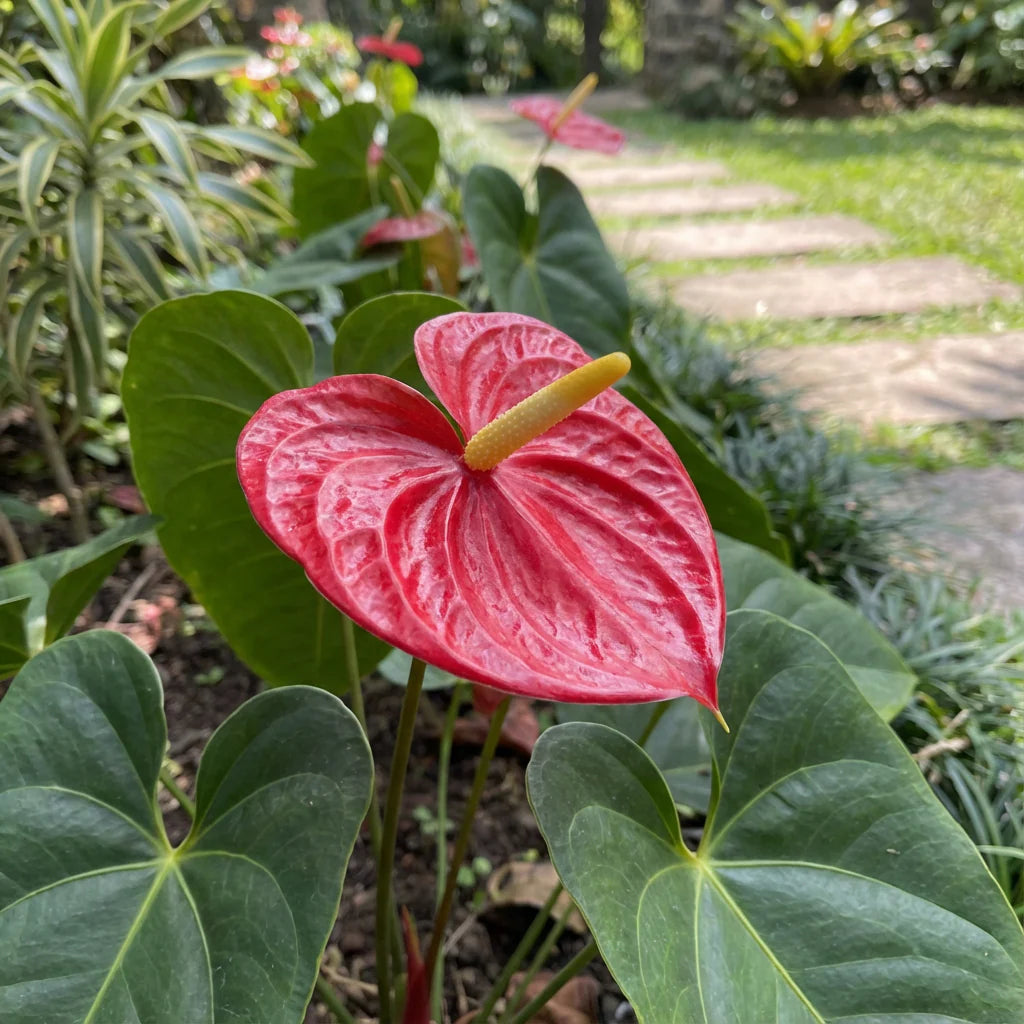Anthurium flower seeds