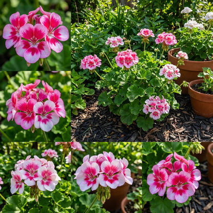 Pink Geranium flower seeds