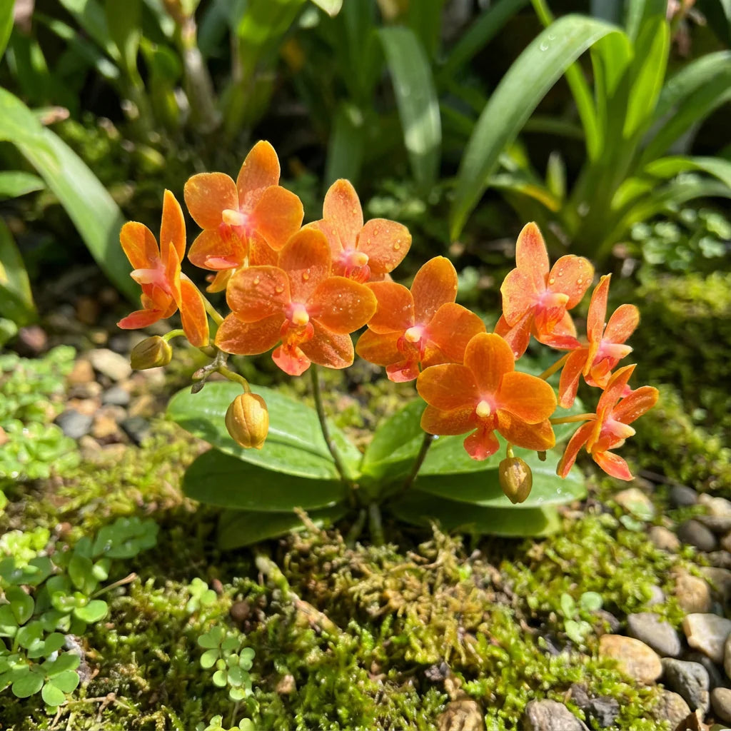 Orange Cattleya flower seeds