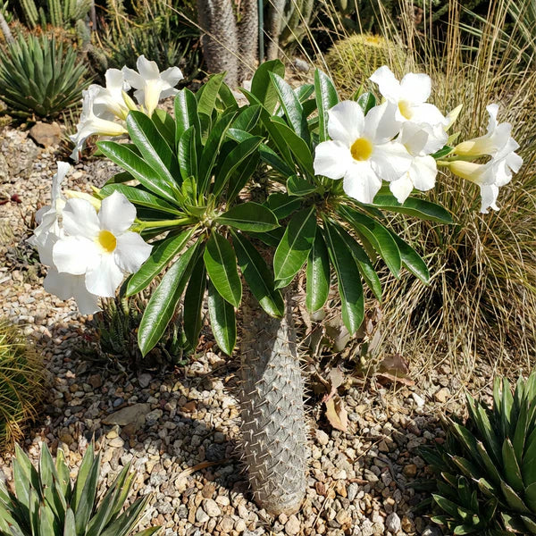 White Pachypodium flower seeds