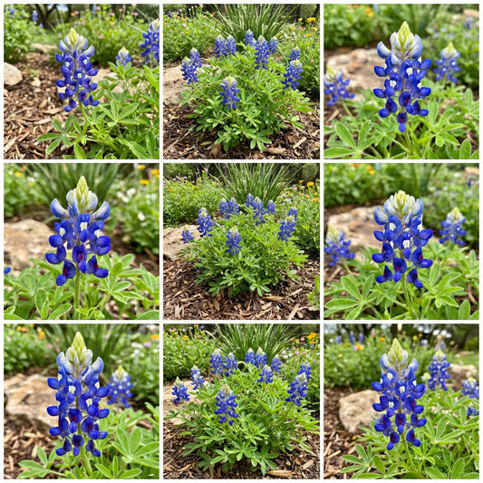 Texas Bluebonnet flower seeds