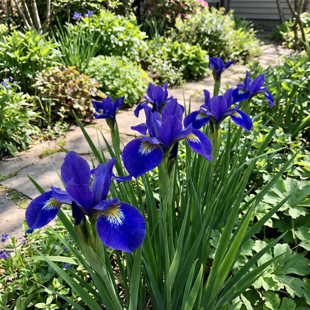 Blue Iris flower seeds