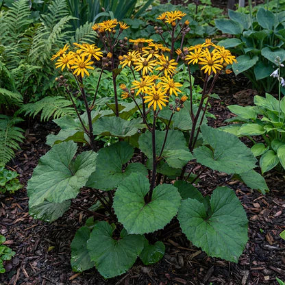 Ligularia flower seeds