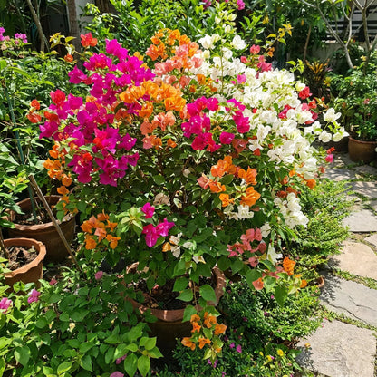 Color Bougainvillea flower seeds