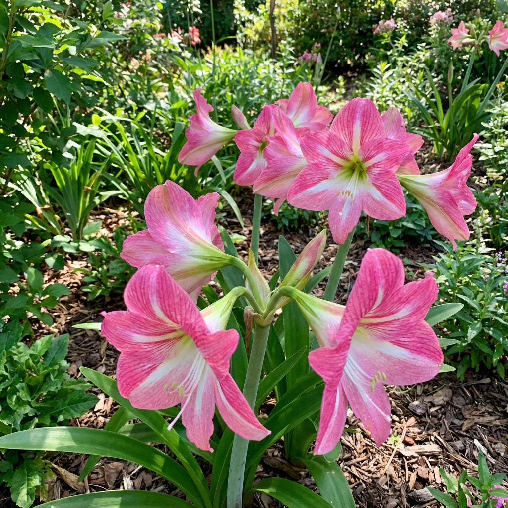 Pink Amaryllis flower seeds