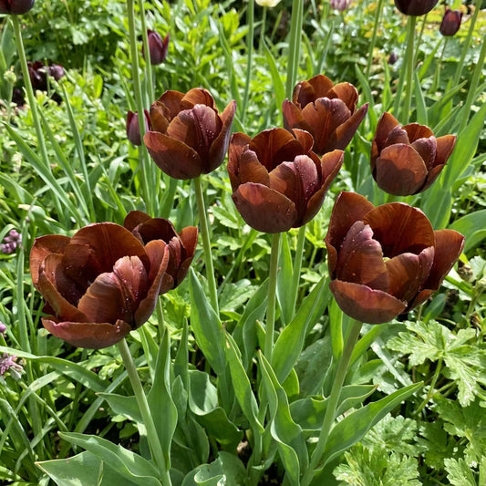 Brown Tulip flower seeds