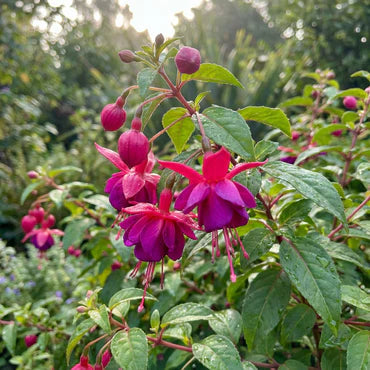 Light Pink flower seeds