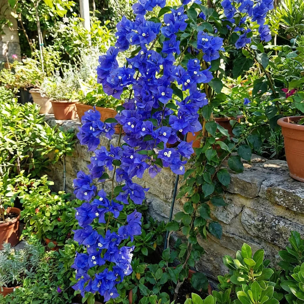 Blue Spectabilis flower seeds