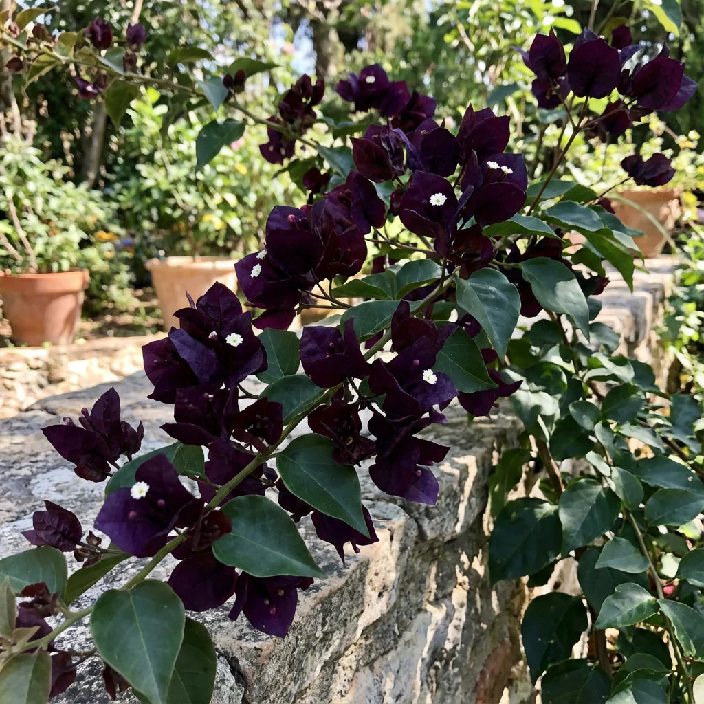 Black Bougainvillea flower seeds