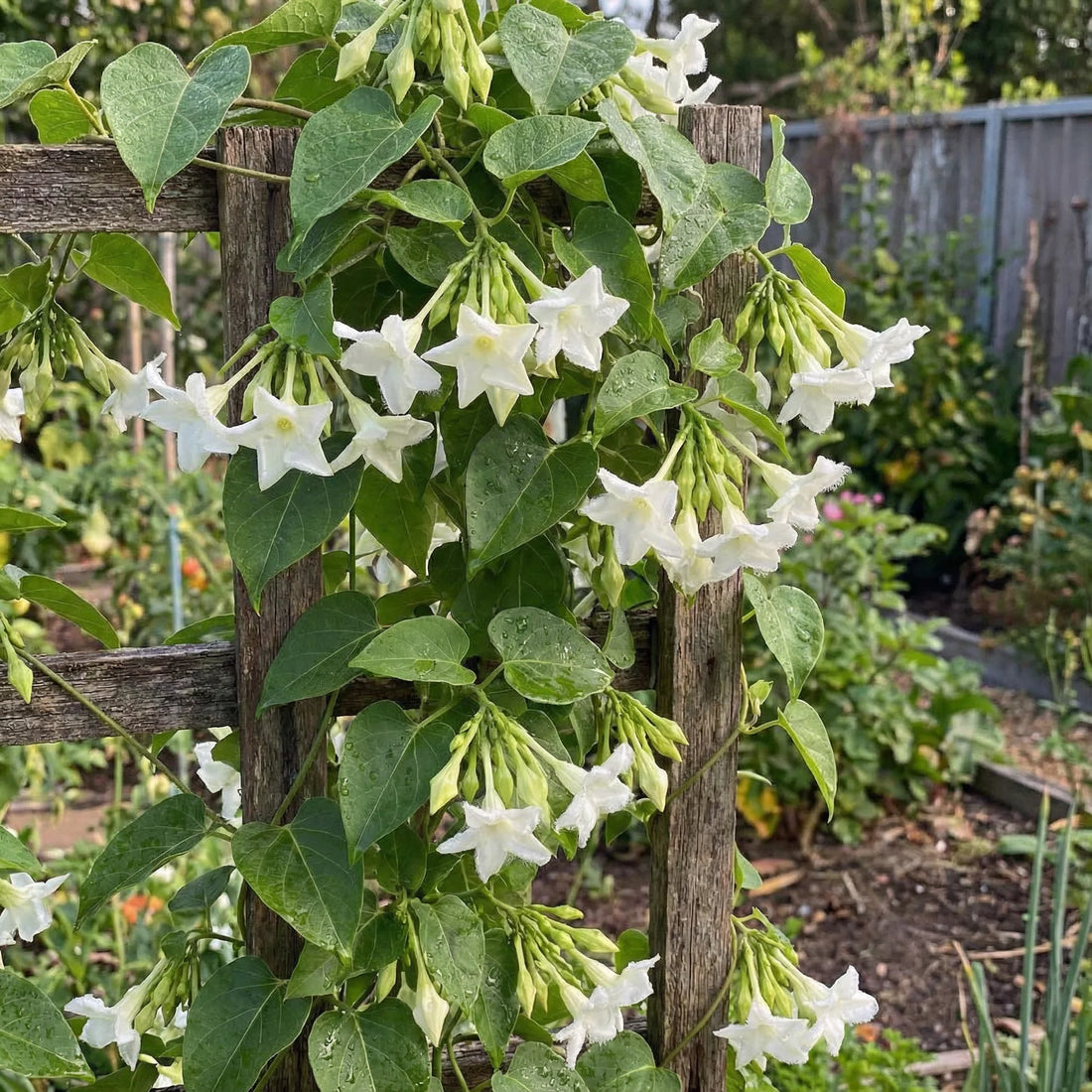 Loroco flower seeds