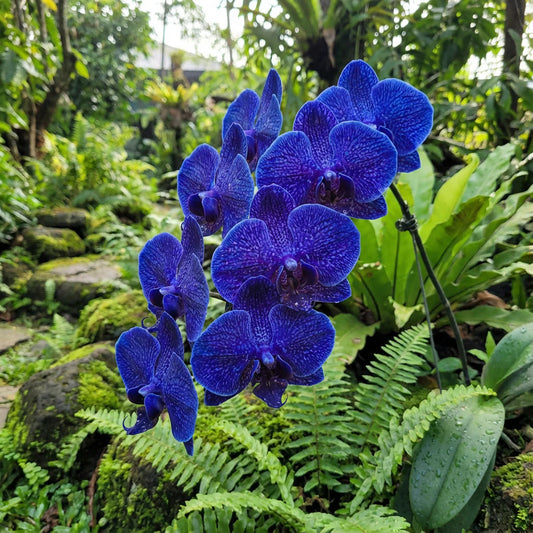 Blue Butterfly flower seeds