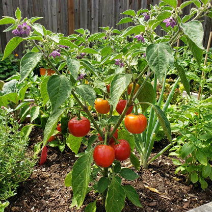 Rocoto Manzano Pepper Seeds