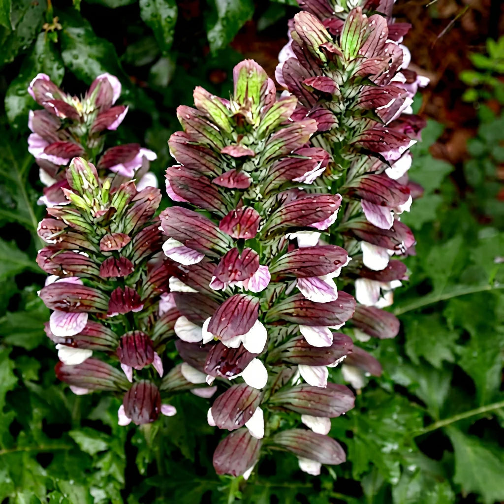 Breeches flower seeds