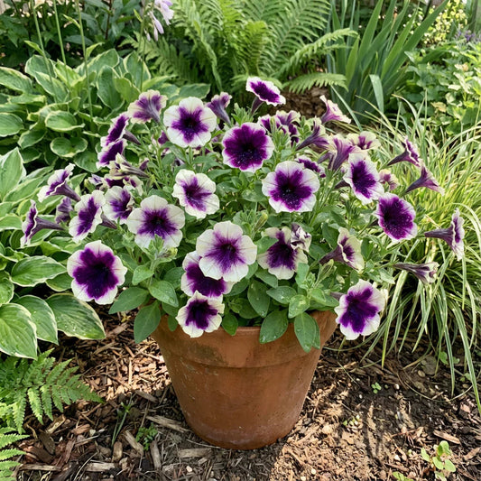 Violet White flower seeds