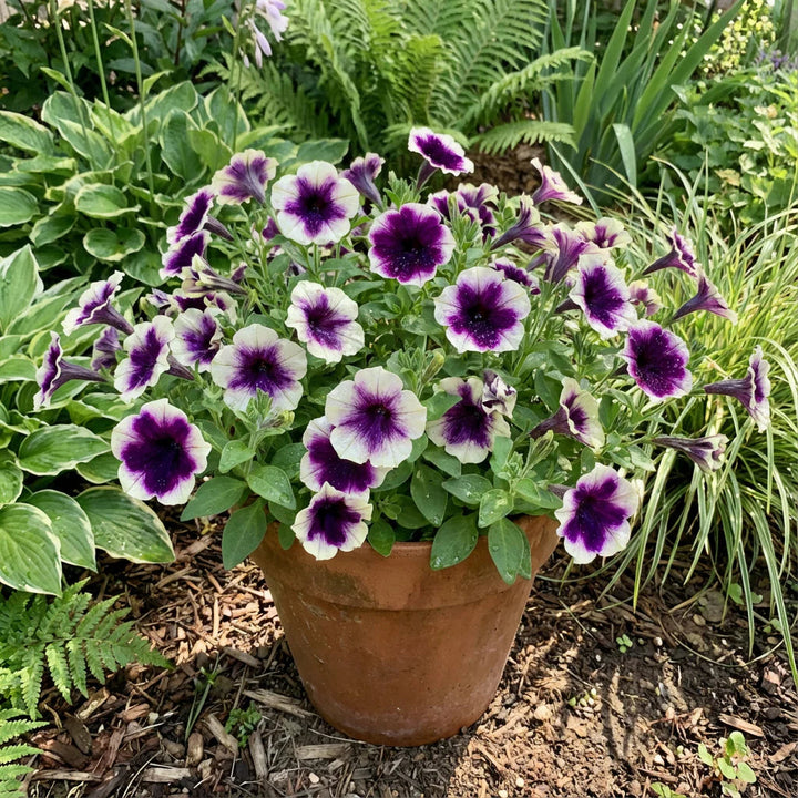 Violet White flower seeds