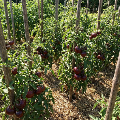 Maroon Tomato Seeds for Planting – Heirloom Garden Seeds