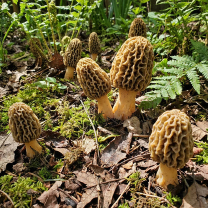 Morel Mushroom Spores