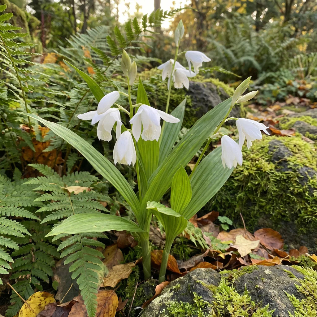White Windbell flower seeds