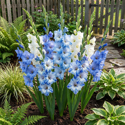 Blue Gladiolus Flower Seeds for Planting – Heirloom Non-GMO Garden Seeds