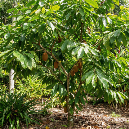 cupuacu tropical seeds
