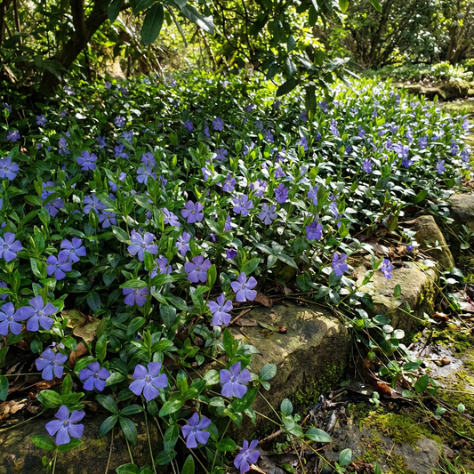 Vinca Minor flower seeds