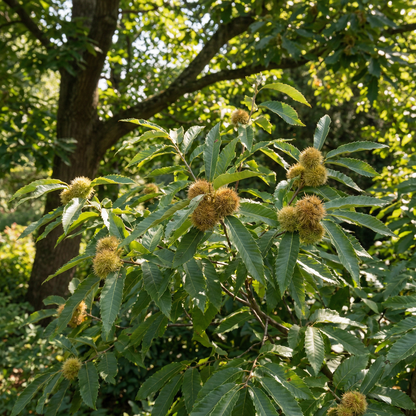chinquapin chestnut seeds