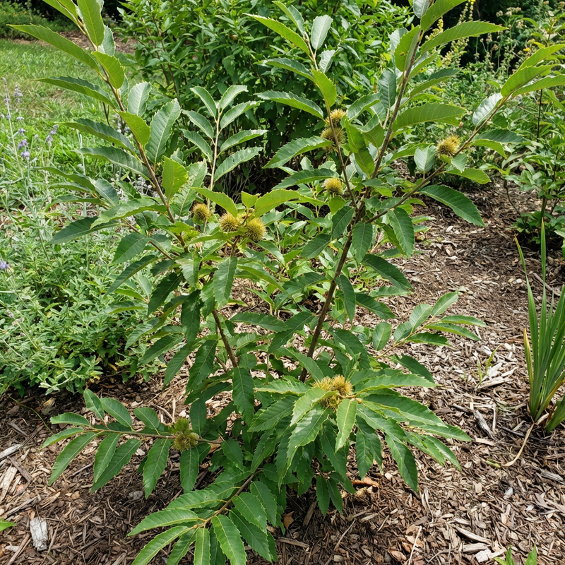 Chinquapin Chestnut Tree Seeds – Heirloom Non-GMO Chestnut Tree Seeds