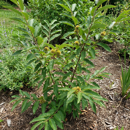 Chinquapin Chestnut Tree Seeds – Heirloom Non-GMO Chestnut Tree Seeds