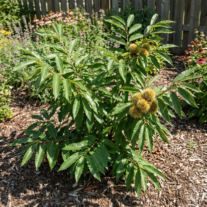 Chinquapin Chestnut Tree Seeds for Planting – Heirloom Non-GMO Organic Garden Seeds