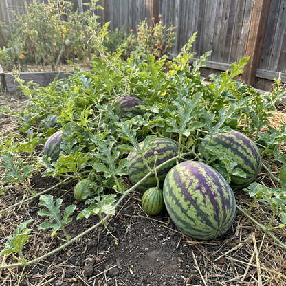 green purple watermelon fruit seeds