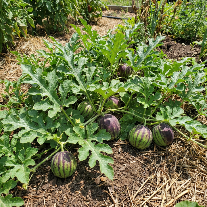 green purple watermelon seeds