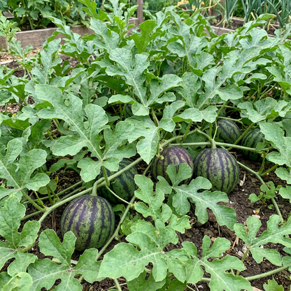 Green Purple Watermelon Seeds for Planting – Heirloom Non-GMO Watermelon Seeds