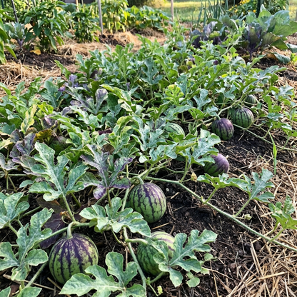 green purple watermelon seeds