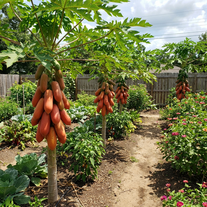Red Lady Papaya Fruit Seeds for Planting – Heirloom Tropical Papaya Seeds