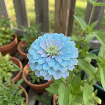 Sky Blue flower seeds