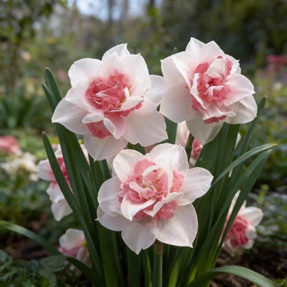 Pink White flower seeds