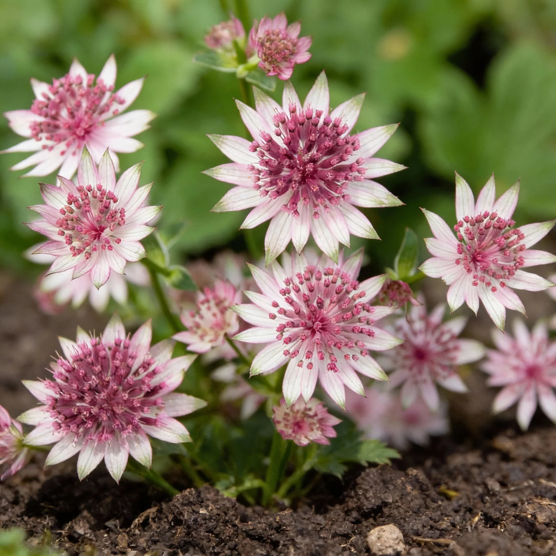 Masterwort Astrantia flower seeds